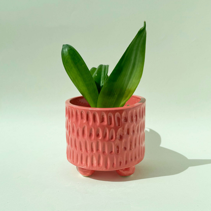 Maceta Rosa