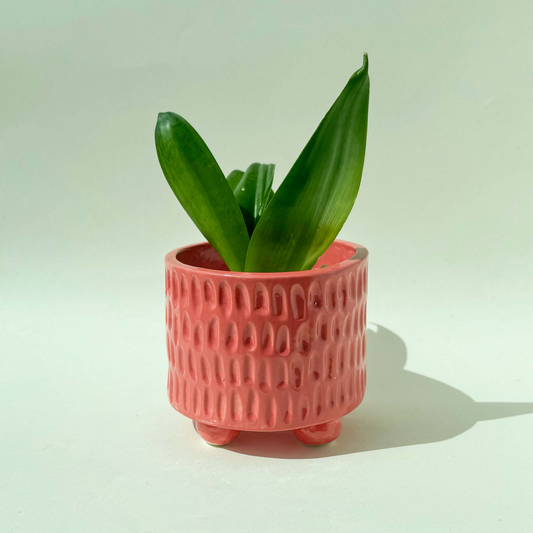Maceta Rosa